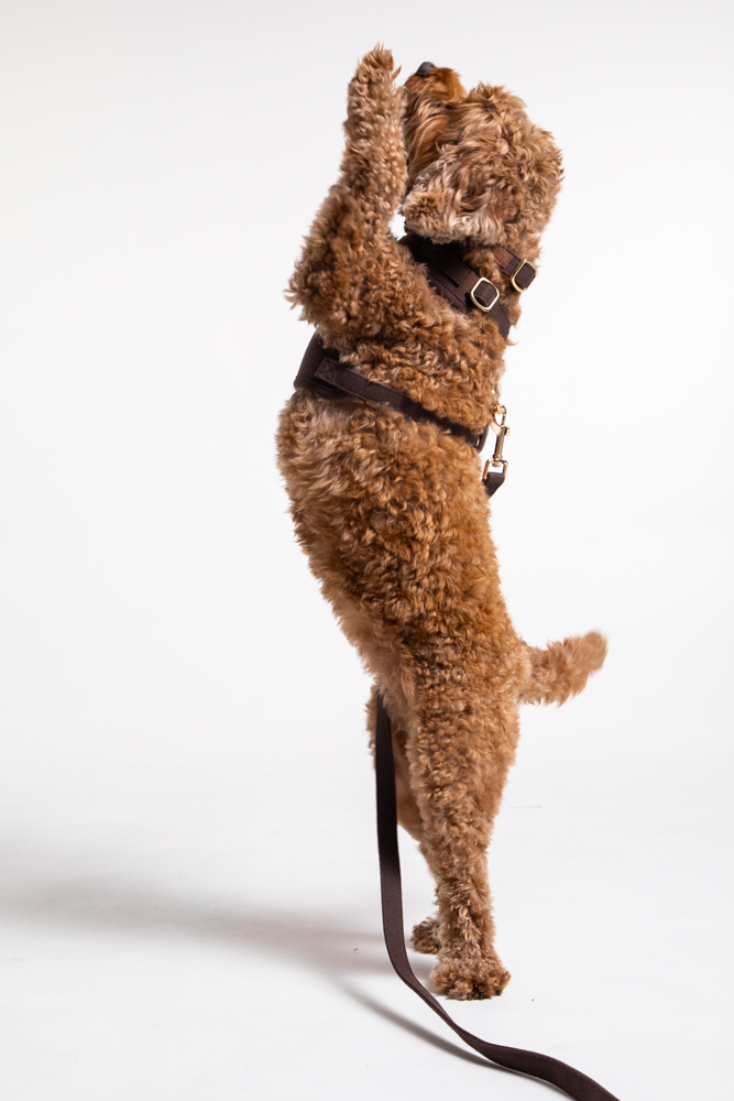 Adjustable Harness - Espresso