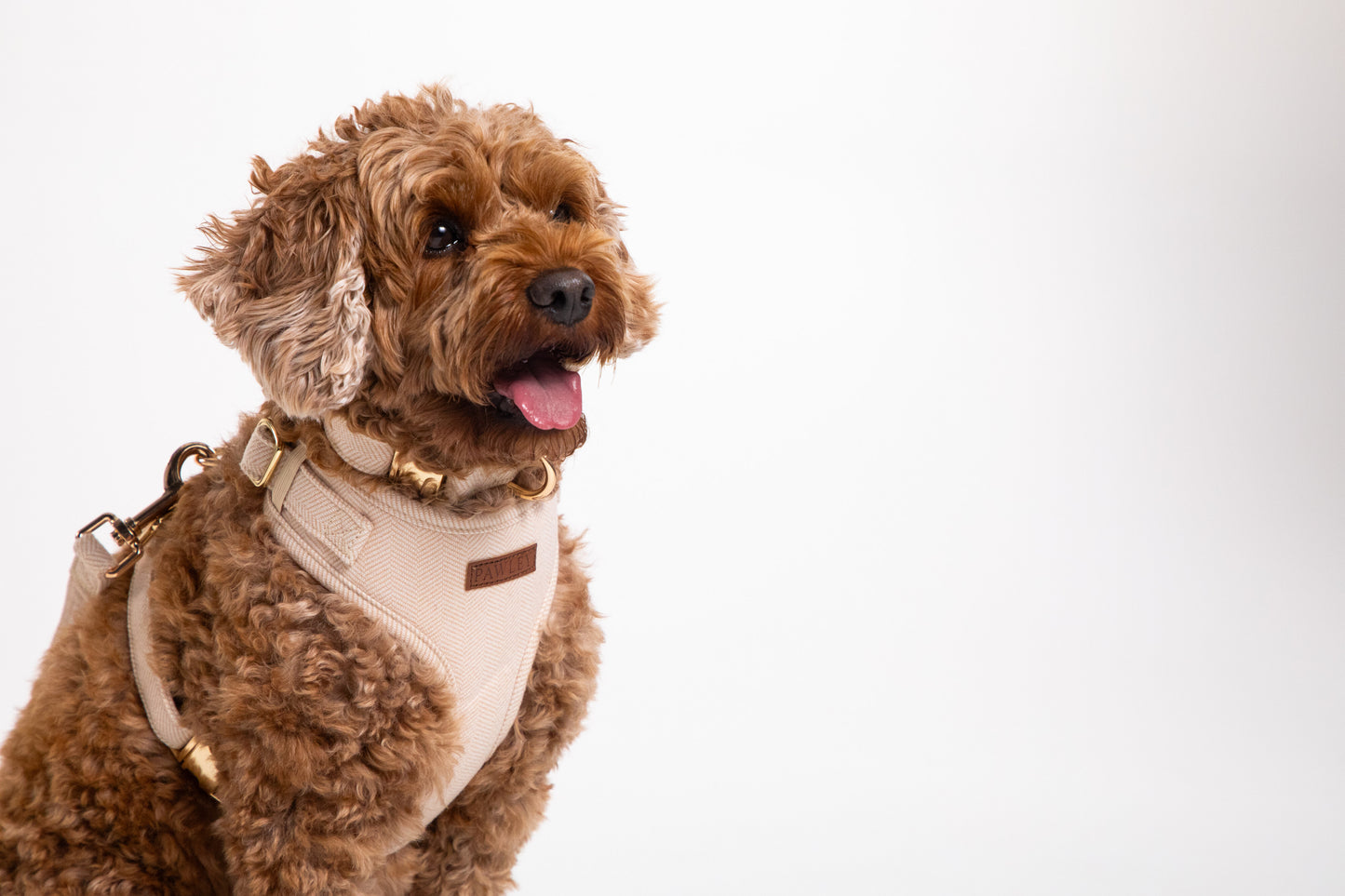 Dog wearing the Pawley cream harness