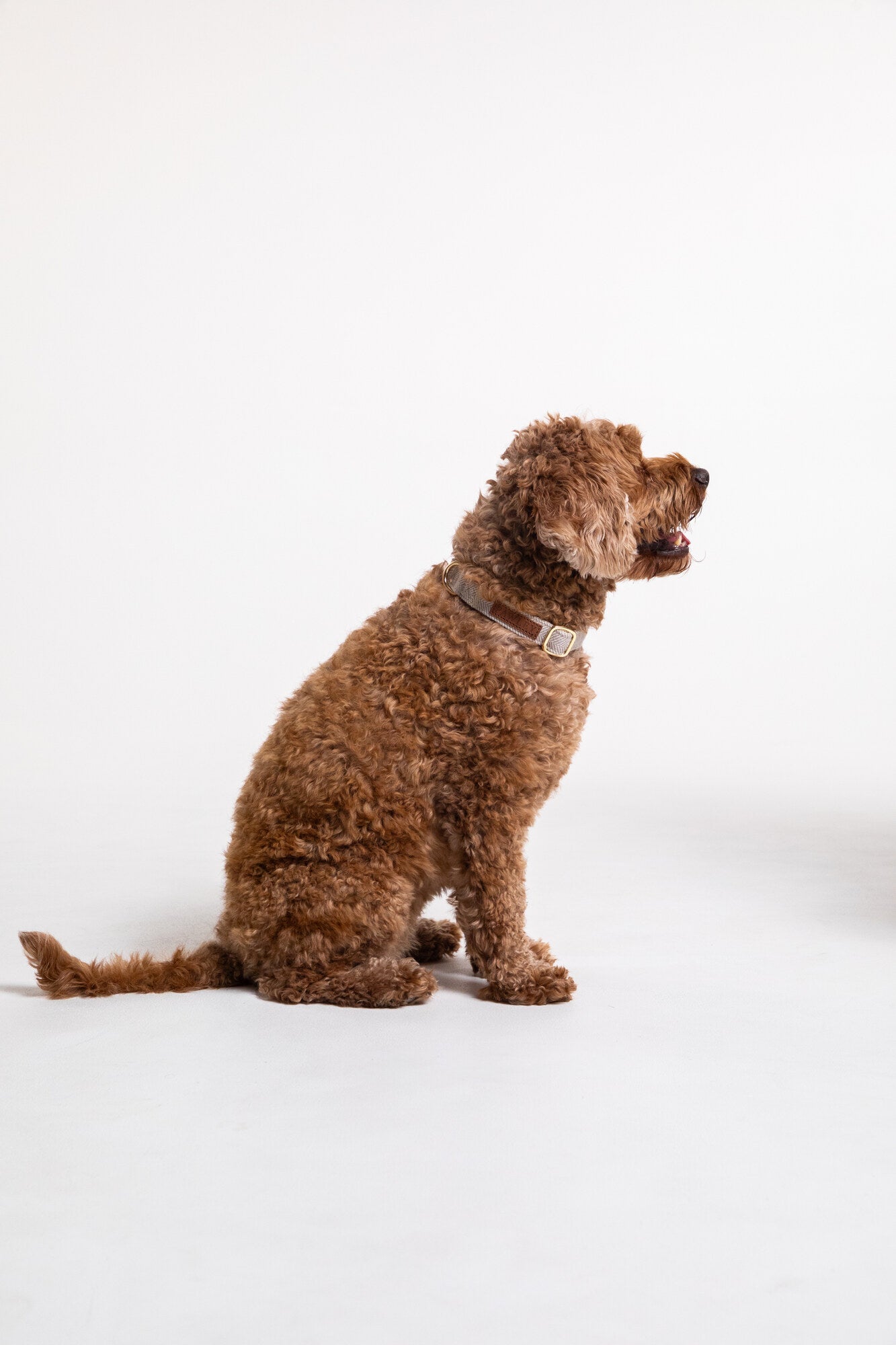 Pawley Collar in Stone