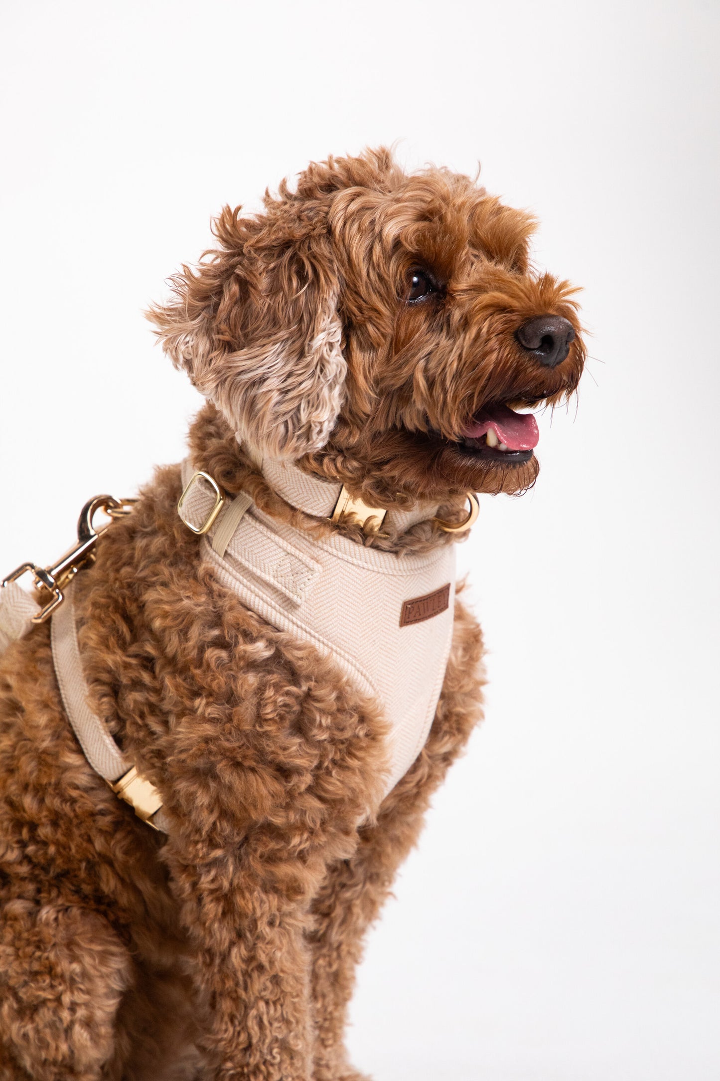 Pawley Collar in Cream